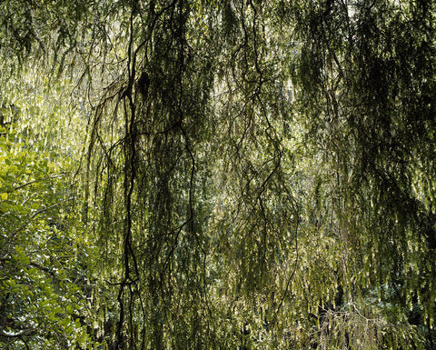 Forest Curtain I