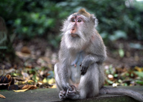 Macaques Monkey