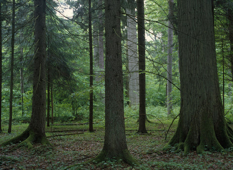 Poland II