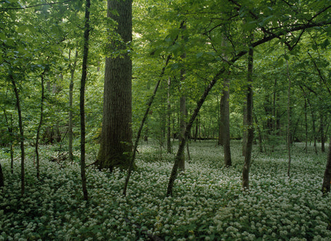 Poland XIII