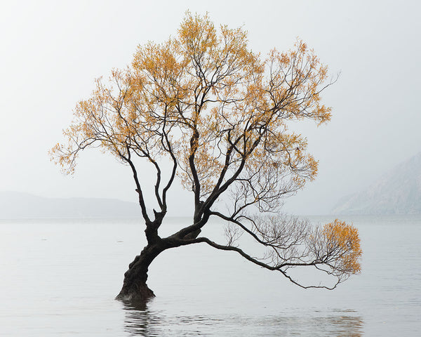 Wanaka Willow Tree