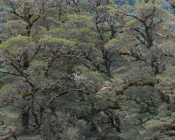 Moeraki Forest