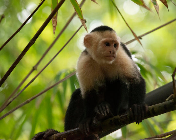 Capuchin Monkey I