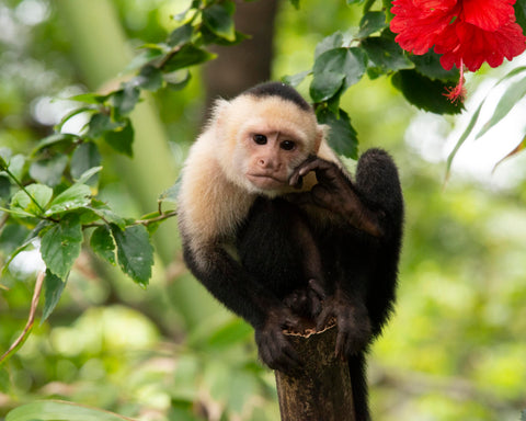 Capuchin Monkey II