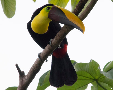 Chestnut-Mandibled Toucan III