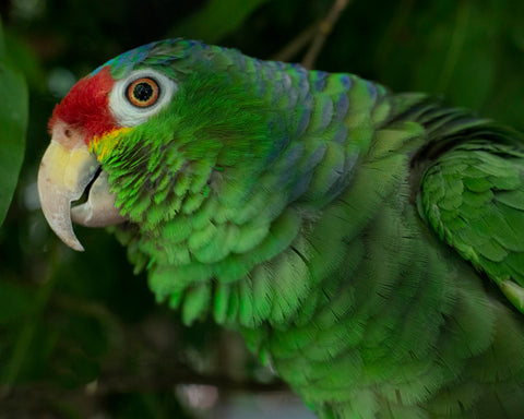 Crimson-Fronted Parakeet I