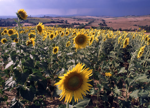 Tuscany I