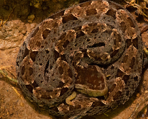 Fer-de-lance Snake