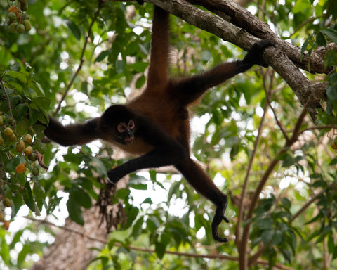 Geoffroy's Spider Monkey I