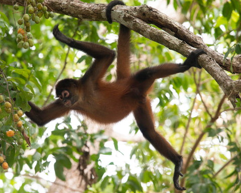 Geoffroy's Spider Monkey II