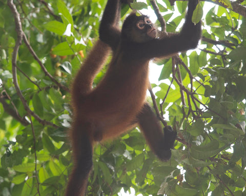 Geoffroy's Spider Monkey III