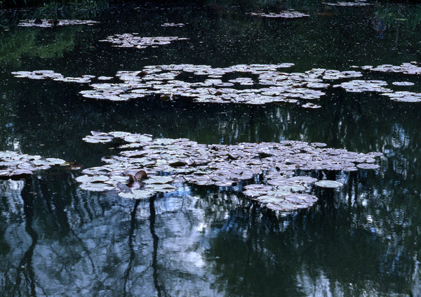 Monet's Garden at Giverney