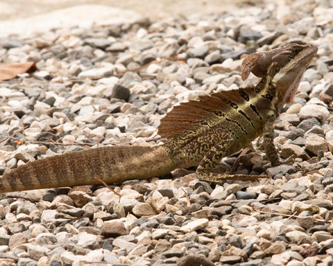 Helmeted Lizard