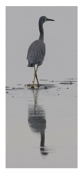 White Faced Heron