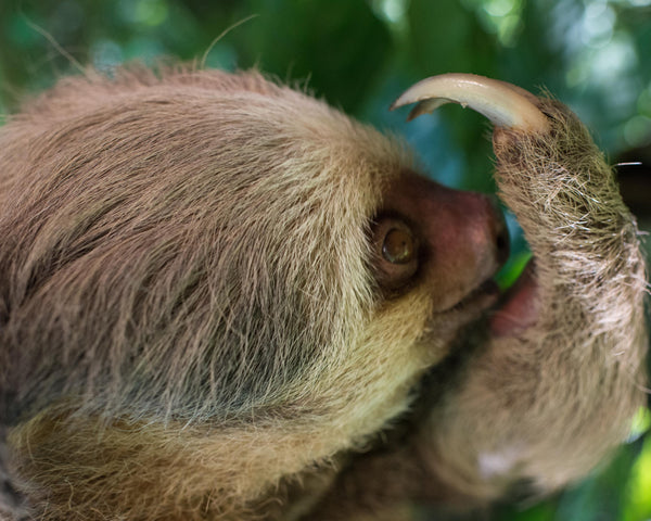Hoffmans Two-Toed Sloth I