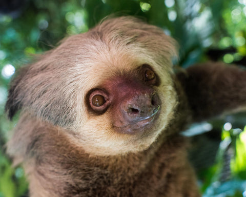 Hoffmans Two-Toed Sloth II