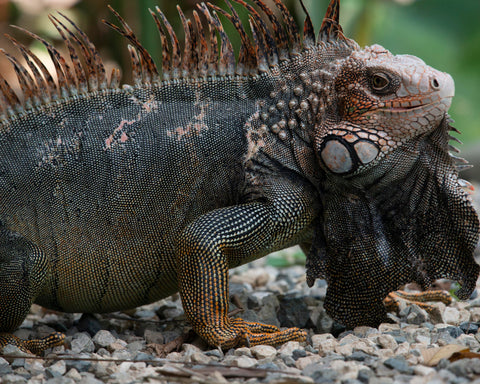 Iguana I