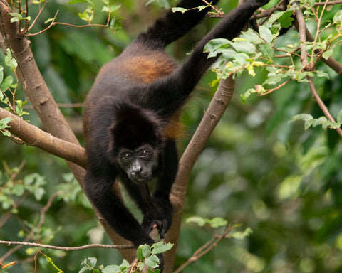 Mantled Monster Monkey