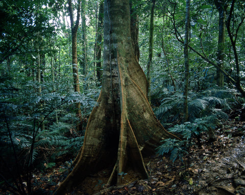 New Caledonia I