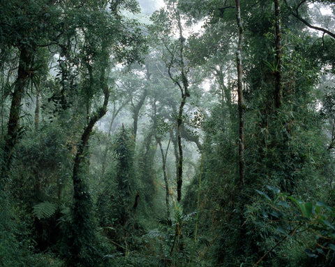 Mt Kinabalu I