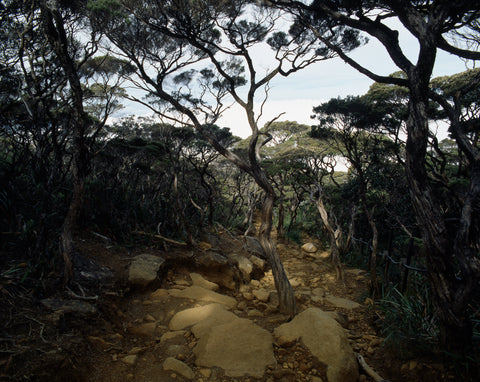 Mt Kinabalu II