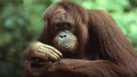 Orangutan