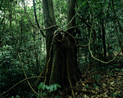 Poring, Ranau II