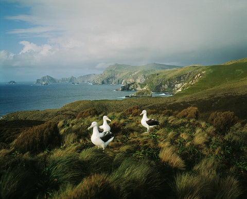 Royal Albatrosses