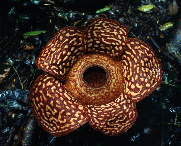 Rafflesia I