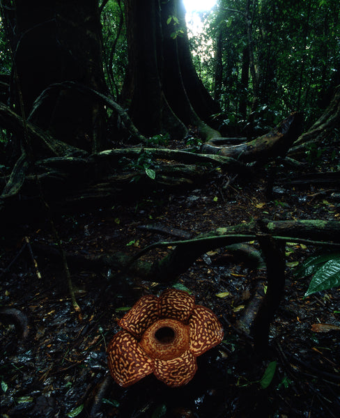 Rafflesia II