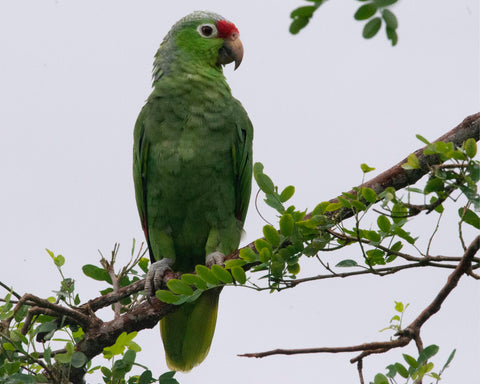 Red Lored Amazon Parrot