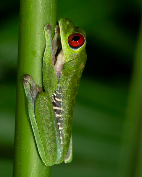 Red-Eyed Tree Frog I