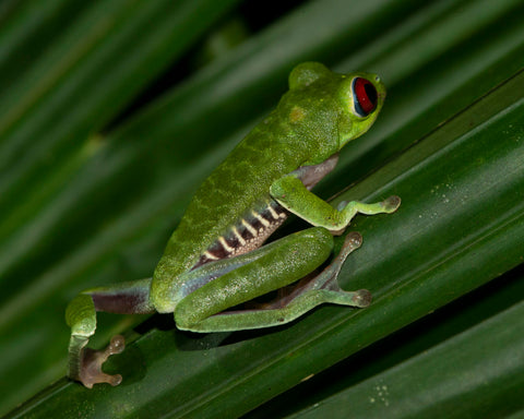 Red-Eyed Tree Frog II