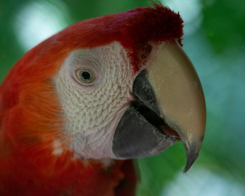 Scarlett Macaw I