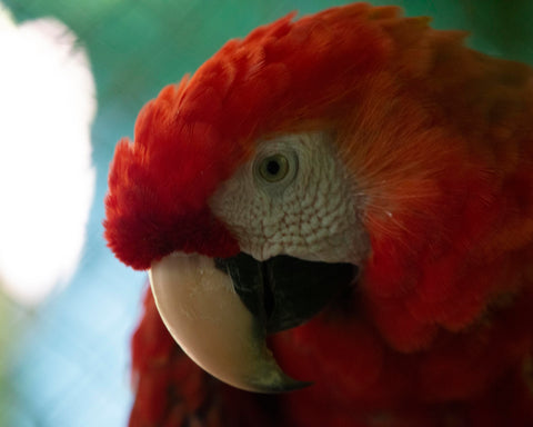 Scarlett Macaw II