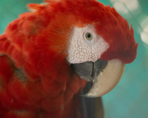 Scarlett Macaw III