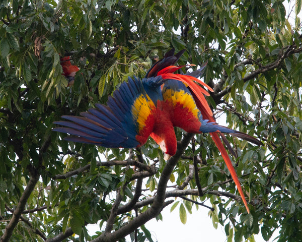Scarlett Macaw V
