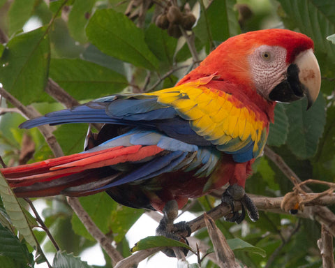 Scarlett Macaw VII