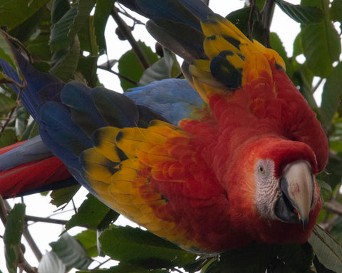 Scarlett Macaw VIII