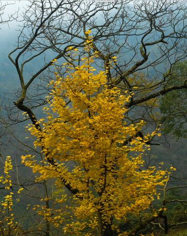 Gingko, Mt Qingcheng, Chengdu