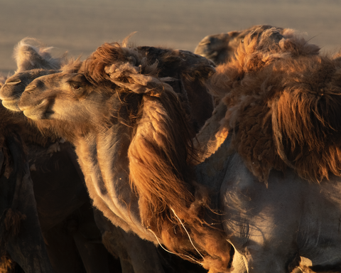 Camel Heads, Mongolia
