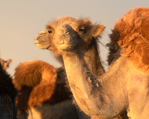 Two Camels, Mongolia