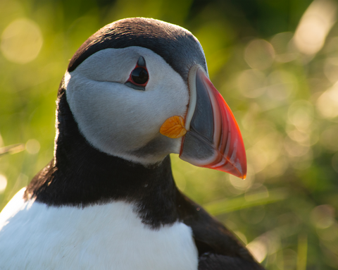 Puffin