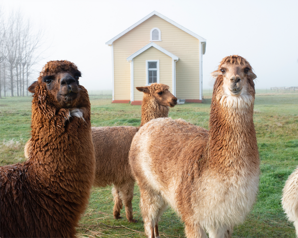 Alpacas Outside Church Near Havelock