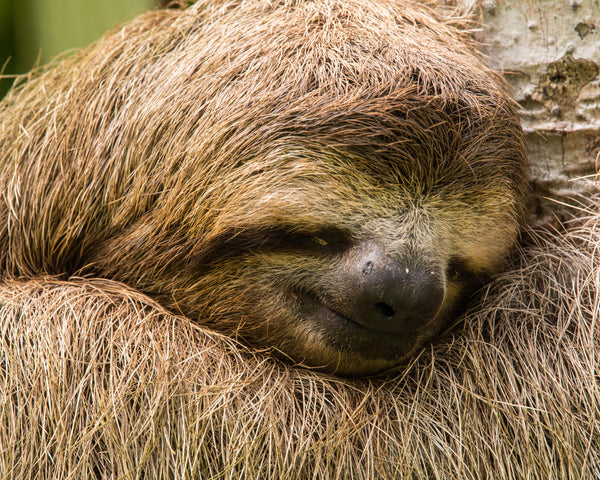 Three-Toed Sloth I