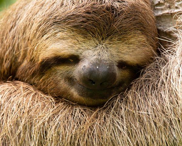 Three-Toed Sloth II