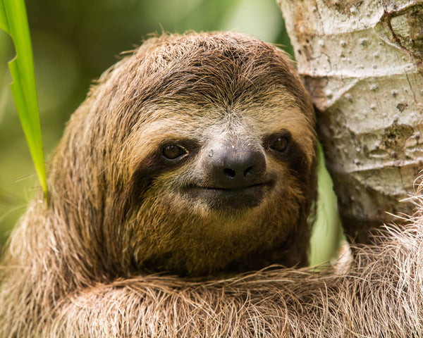 Three-Toed Sloth III