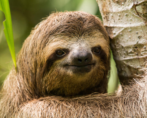 Three-Toed Sloth III