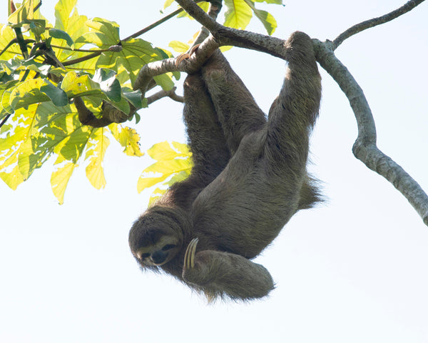 Three-Toed Sloth IV