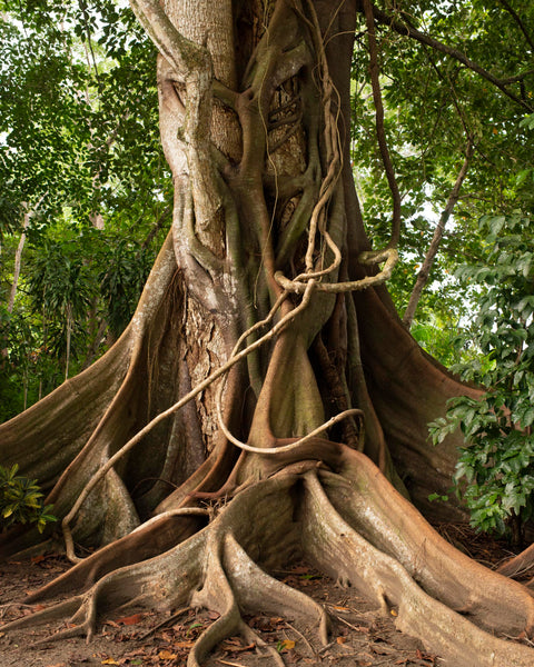 Tropical Forest II